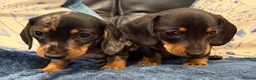 Miniature Dachshund dogs for sale: Miniature Smooth Dachshund puppies  - Advert 1
