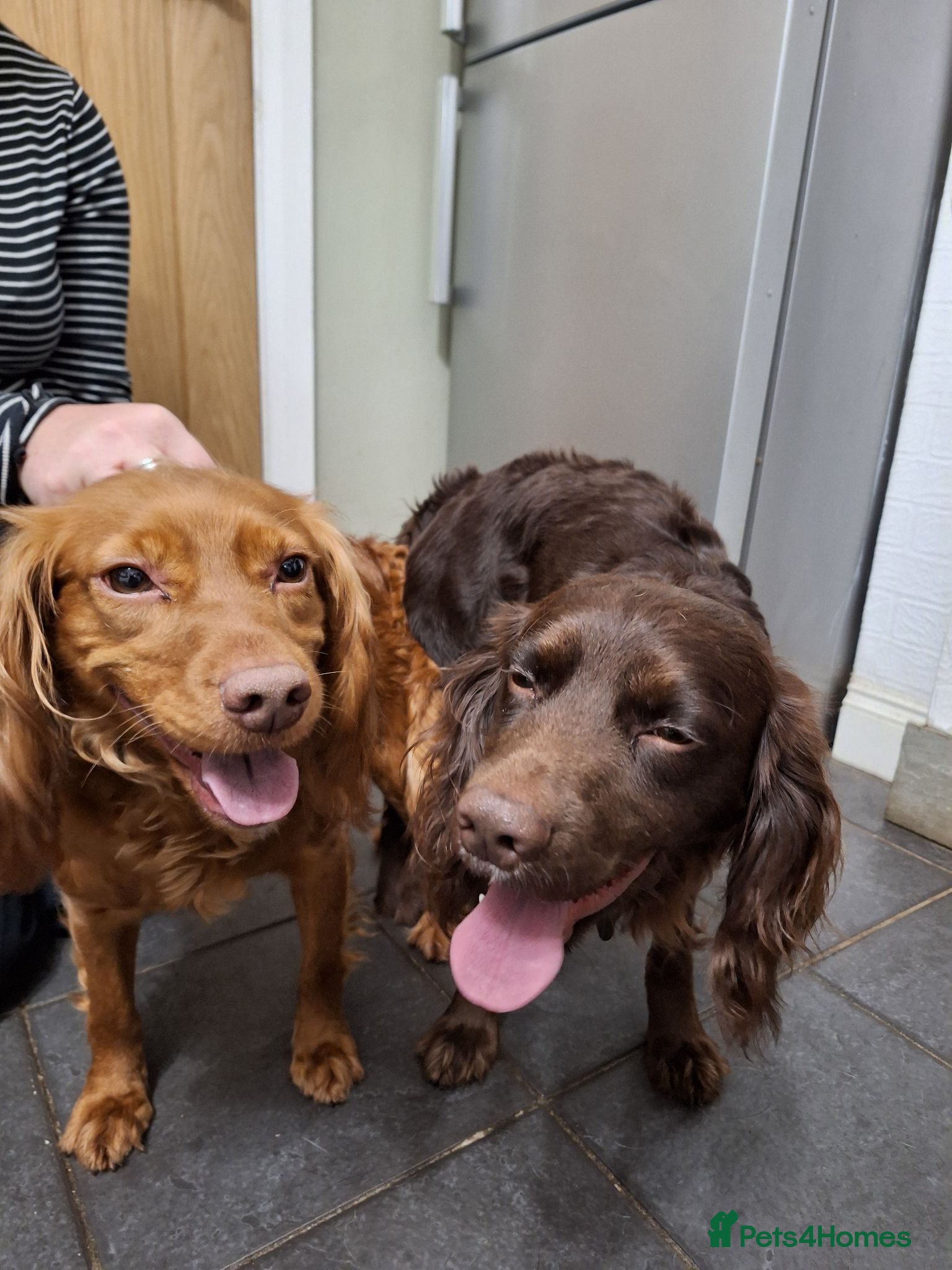 Cocker Spaniel dogs Cocker Spaniel puppies - Advert 2