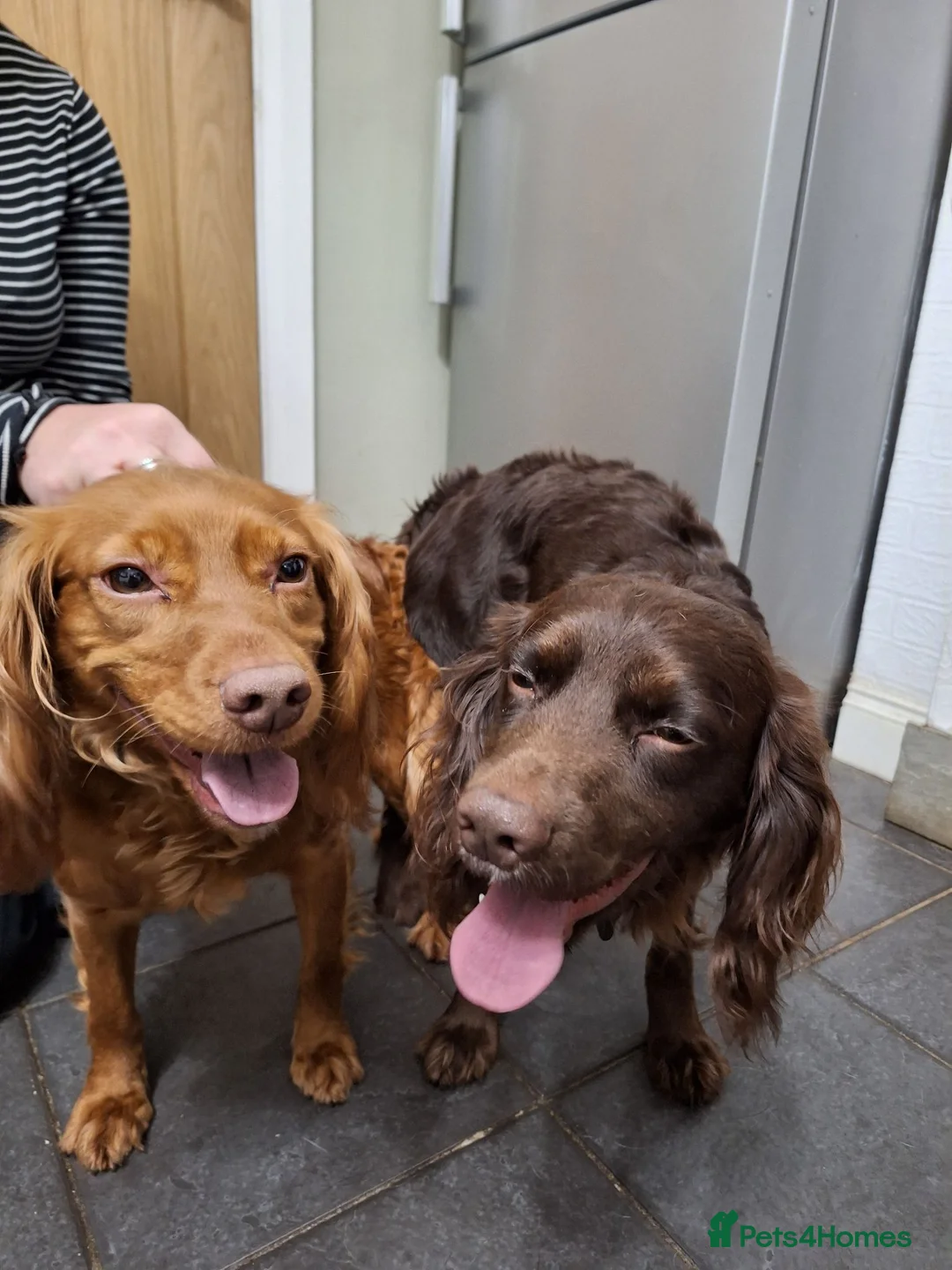 Cocker Spaniel dogs for sale: Cocker Spaniel puppies in Sutton-in-Ashfield - Advert 2