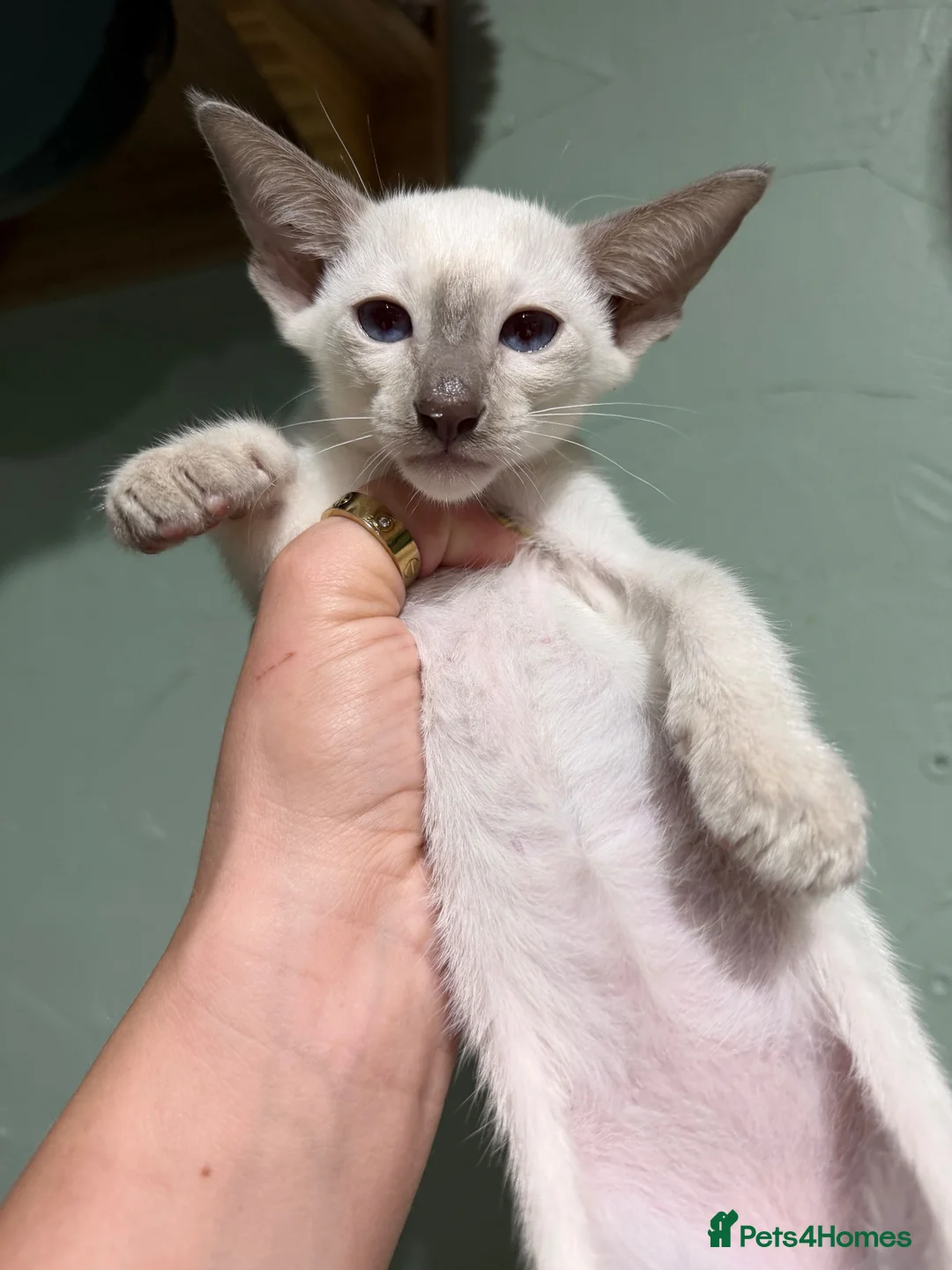 Siamese cats for sale: 5 adorable Siamese kittens available  - Advert 18