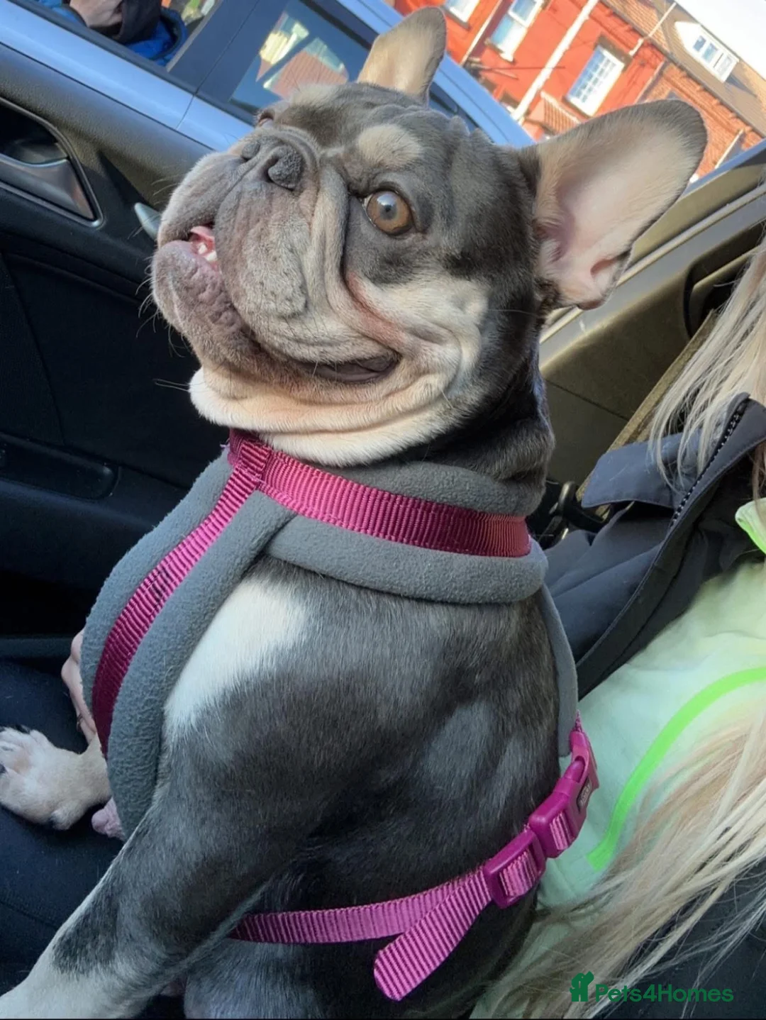 French Bulldog dogs for sale: French bulldog mother & daughter  in Chester-le-Street - Advert 2