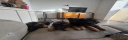 German Shepherd dogs for sale:  KC REGISTERED LONG-COAT GERMAN SHEPHERDS  - Advert 10