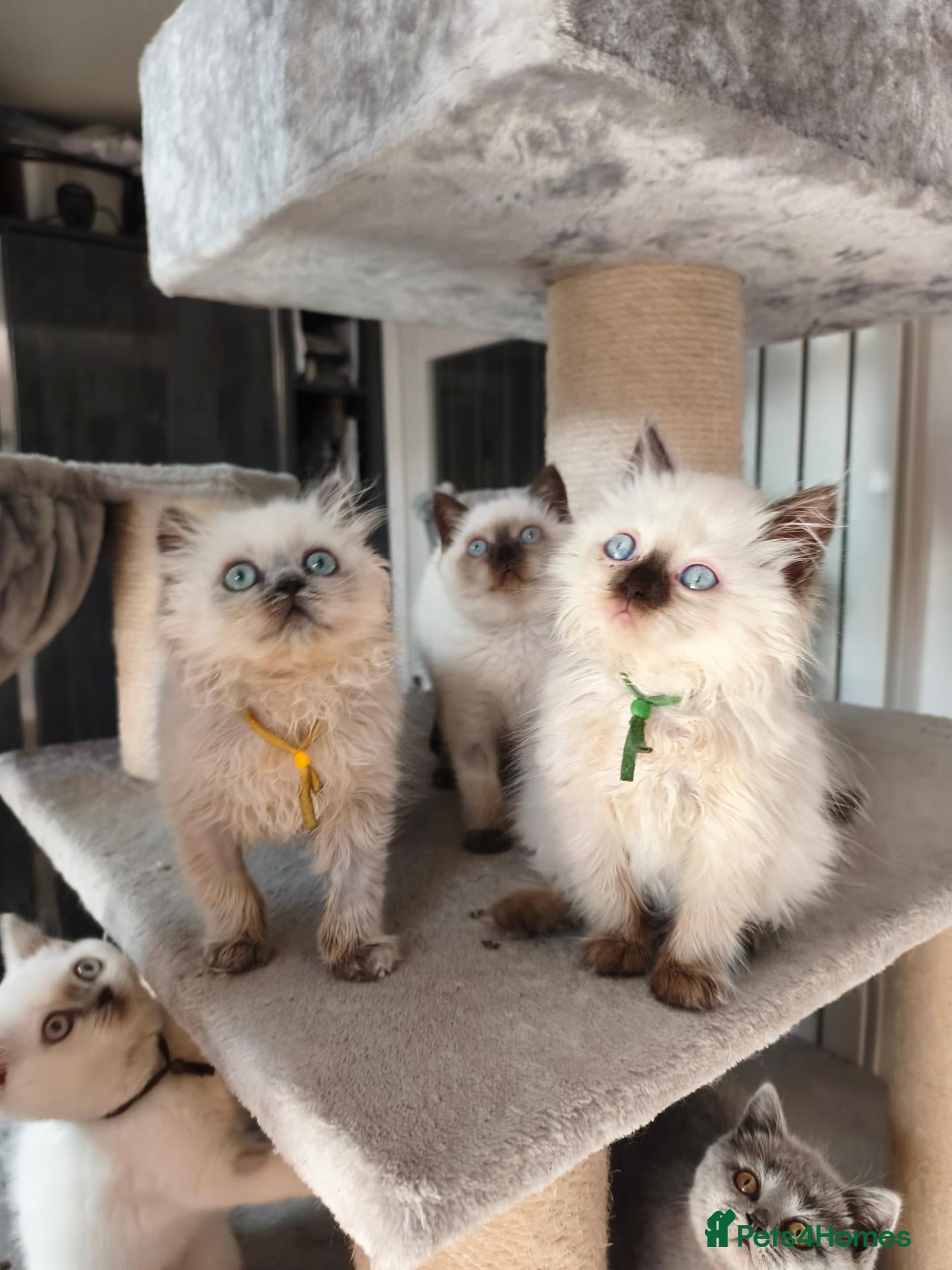 British Shorthair cats GCCF British shorthair, British longhair.  - Advert 15