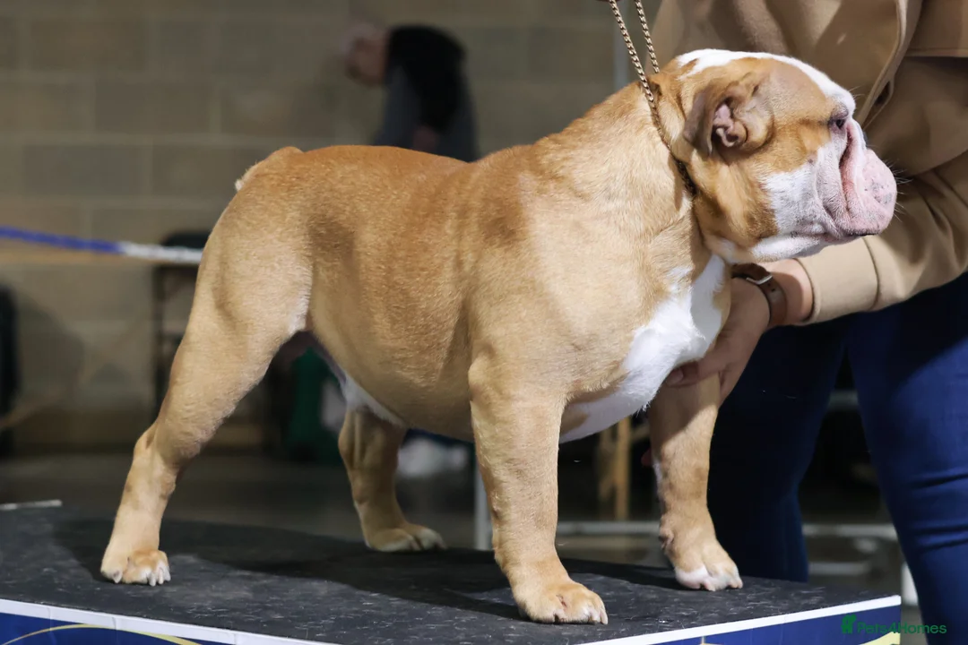 English Bulldog dogs for stud: Planning a Bulldog Litter? Pick the Right Male - Advert 2