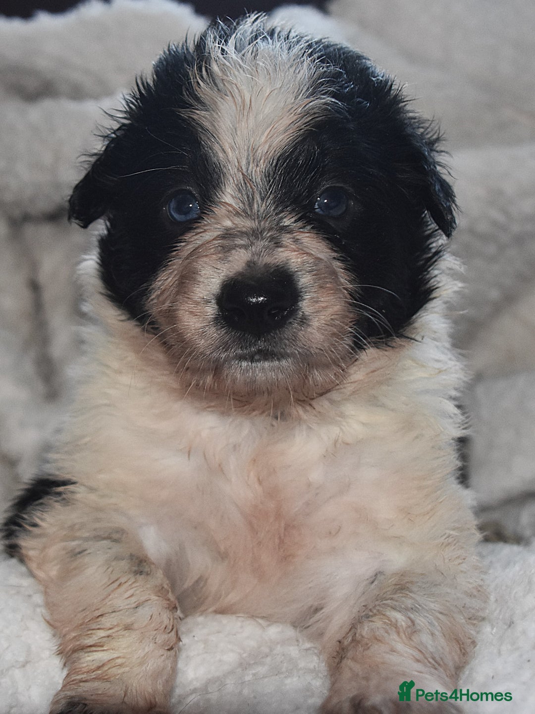 Border Collie dogs for sale: chunky collie pups - Advert 6