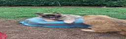 German Shepherd dogs for sale: Stunning babys - Advert 20