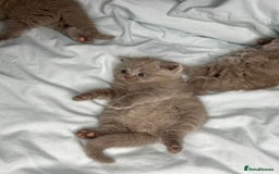 British Shorthair cats for sale: 🐱Adorable Rare Lilac British Shorthair Kittens - Image 13
