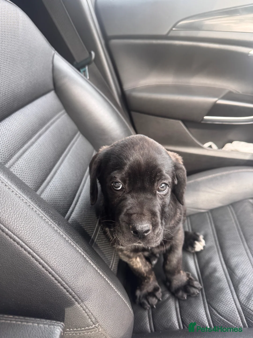 Presa Canario dogs for sale: Presa Canario  - Advert 2