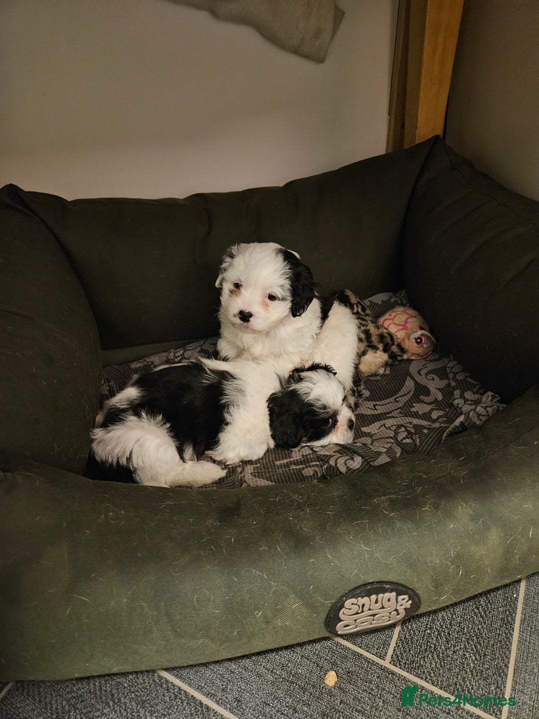 Mixed Breed dogs for sale: Jackallhapso - Advert 14