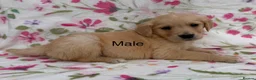 Golden Retriever dogs for sale: Fully health tested golden retriever puppies - Advert 2