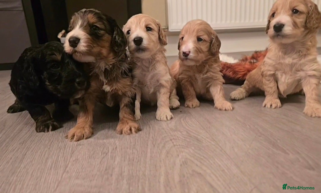 Cockapoo dogs for sale: F1 Minature Cockapoos - Image 6