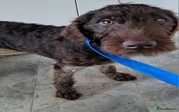 Mixed Breed dogs for sale: Doodle pointerpoodle boy in Cumnock - Image 14