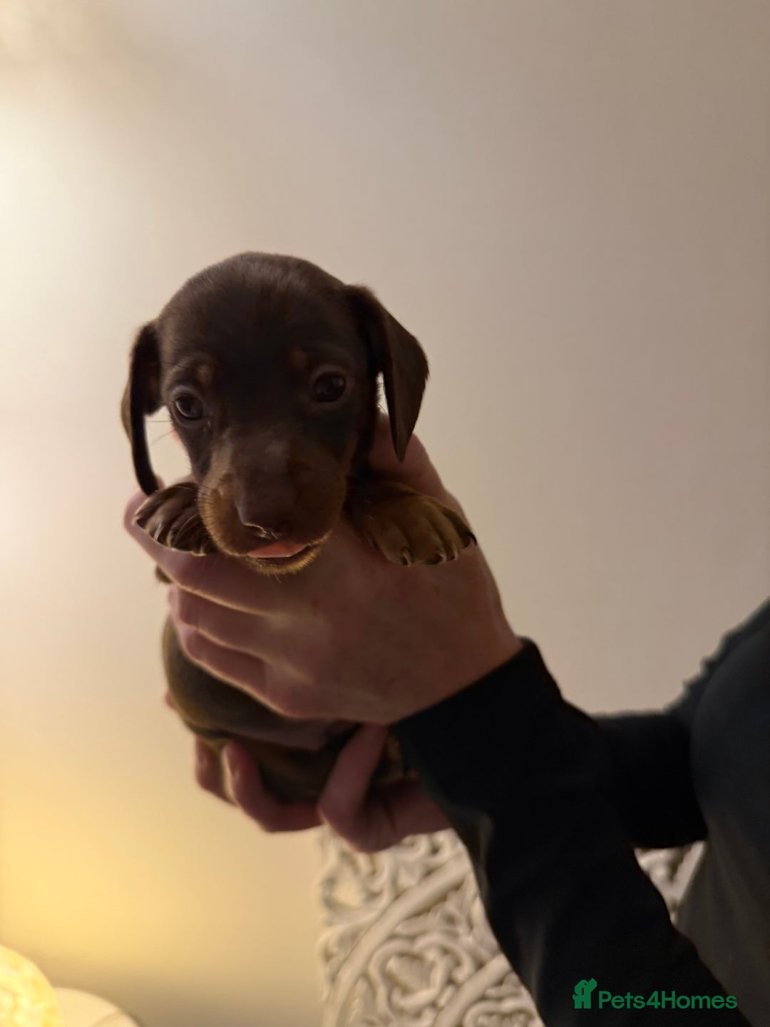 Dachshund dogs for sale: Standard Dachshund Puppies  - Advert 1