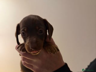 Dachshund dogs Standard Dachshund Puppies - Advert 17