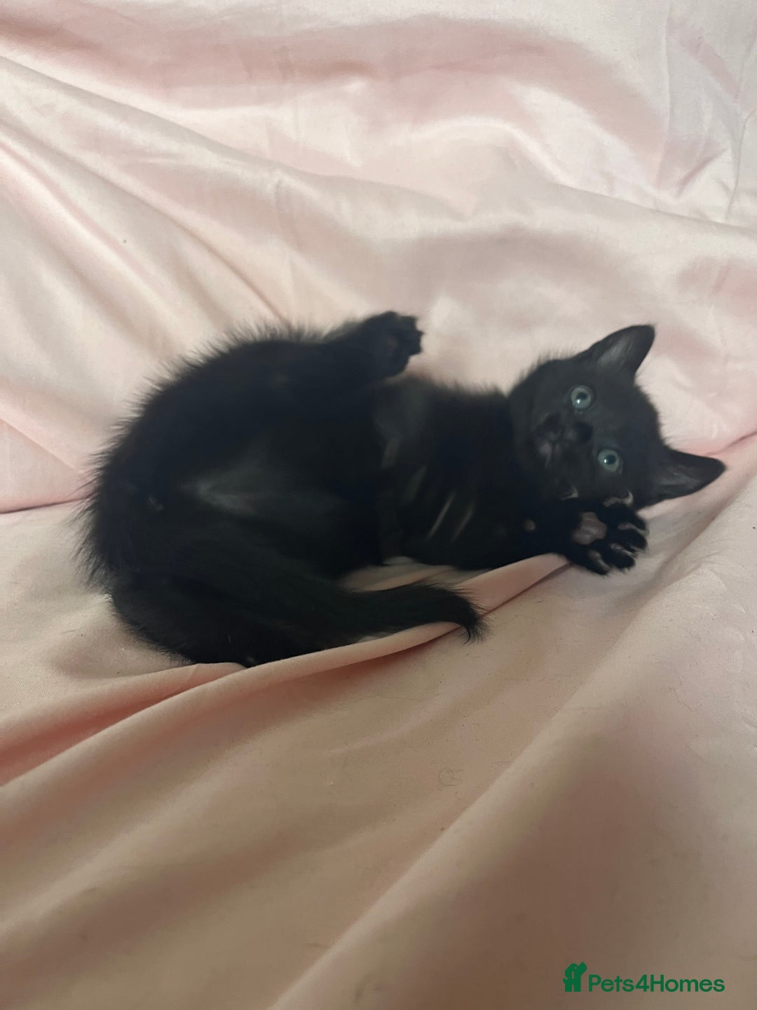 Mixed Breed cats for sale: 3 Beautiful and Playful Kittens - Image 6