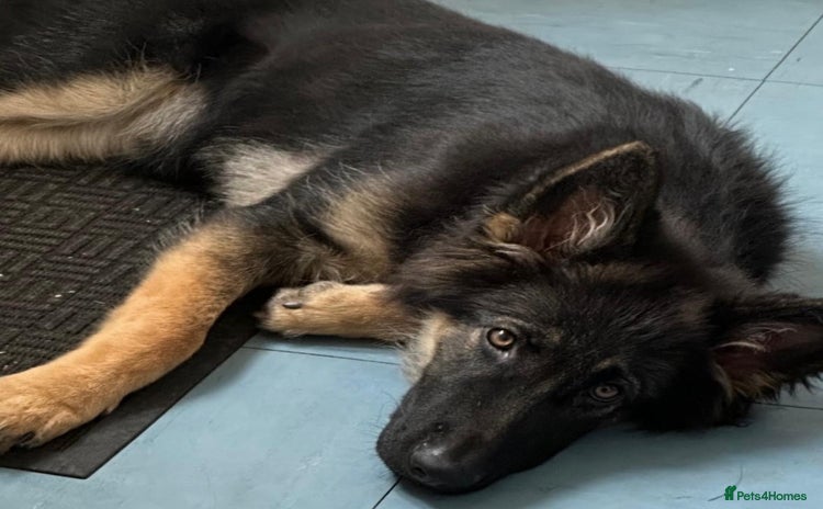 German Shepherd dogs - Advert 2