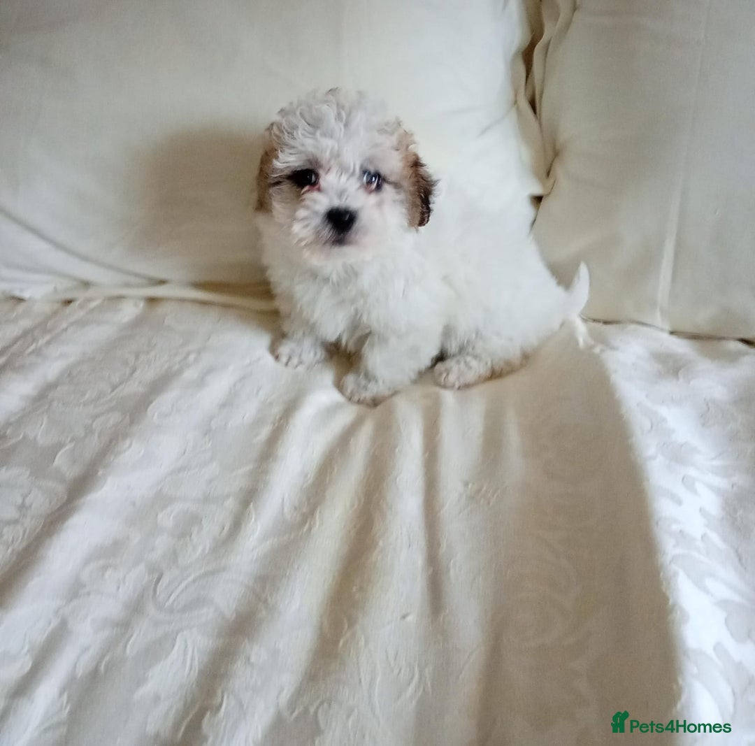 Maltipoo dogs for sale: Maltipoo puppies  - Advert 8