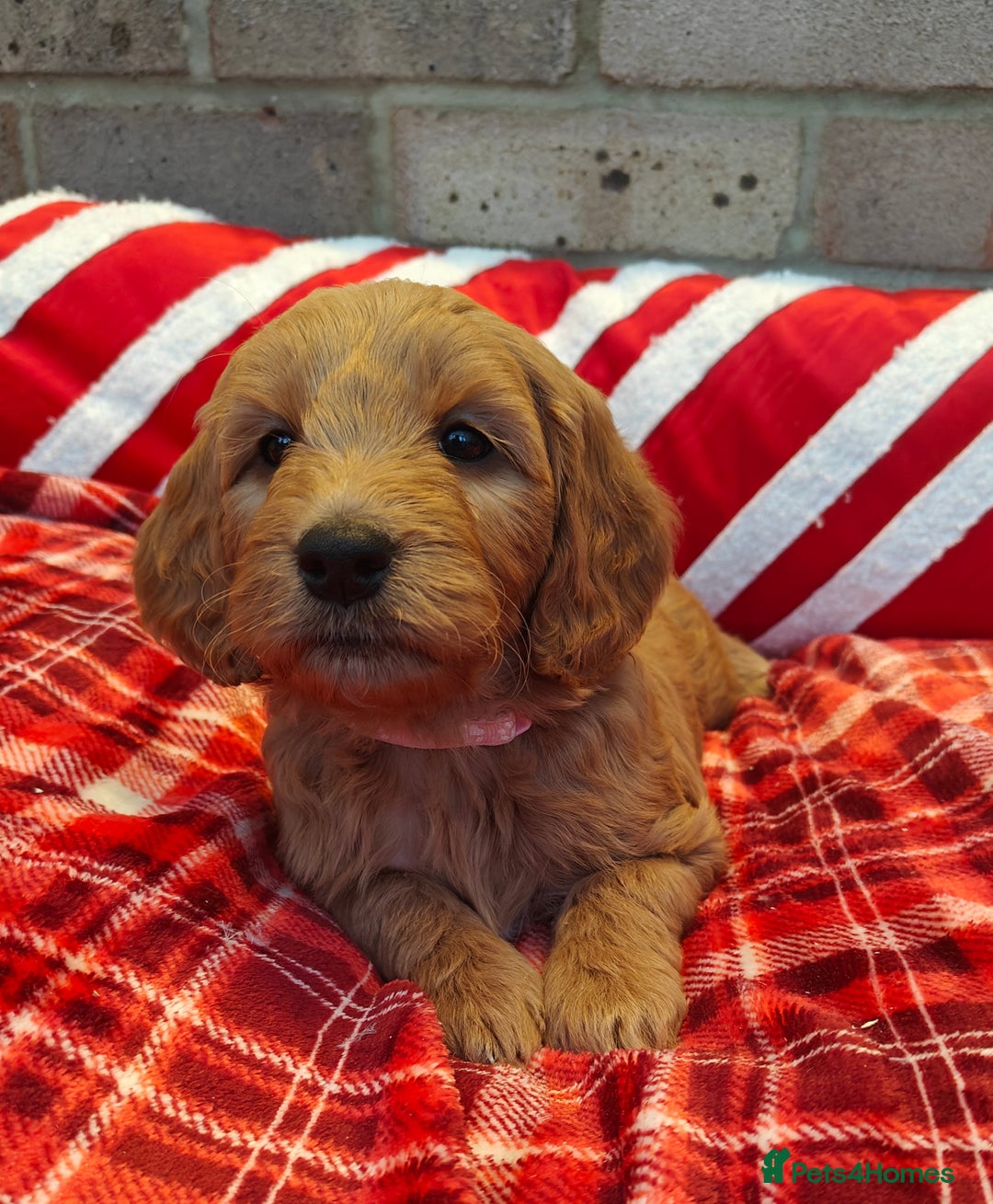 Mini Goldendoodle dogs for sale: *REDUCED* Adorable Red & Apricot Goldendoodles - Advert 12