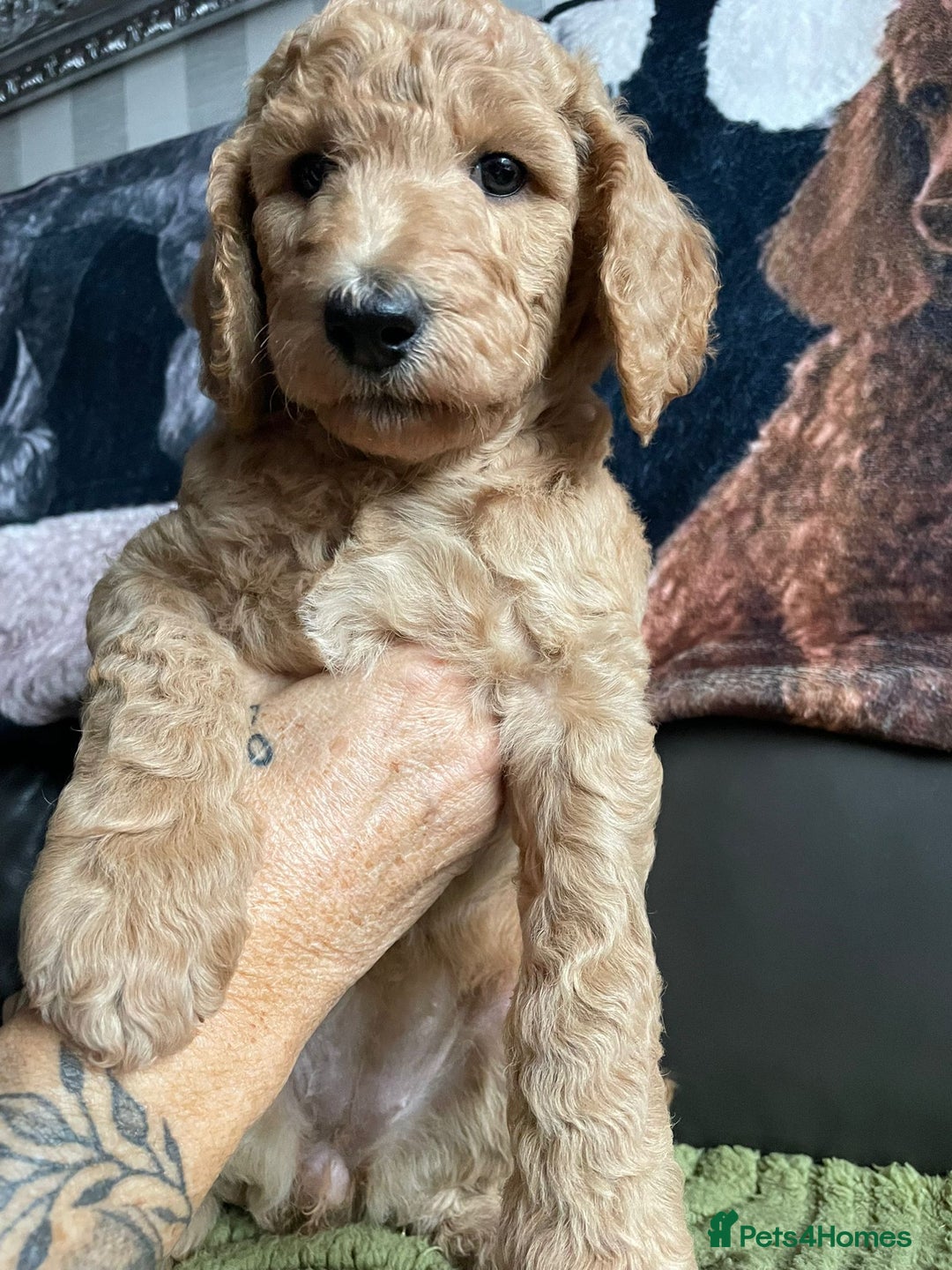 Standard Poodle dogs for sale: Beautiful standard poodle puppies - Advert 25