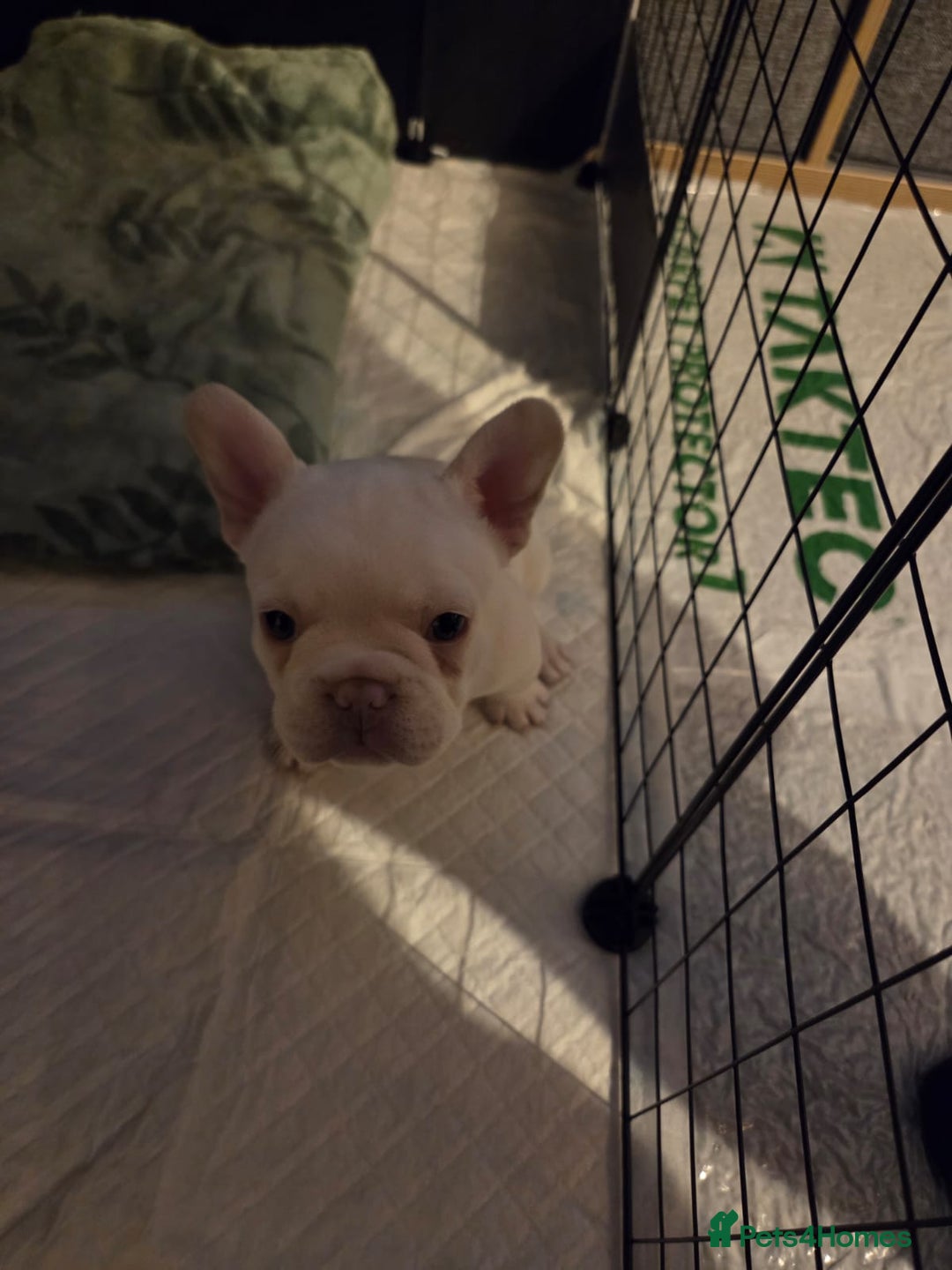 French Bulldog dogs for sale: French Bulldog Puppies  - Advert 3