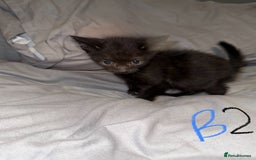 Mixed Breed cats for sale: 5x kittens looking for forever homes  - Image 8