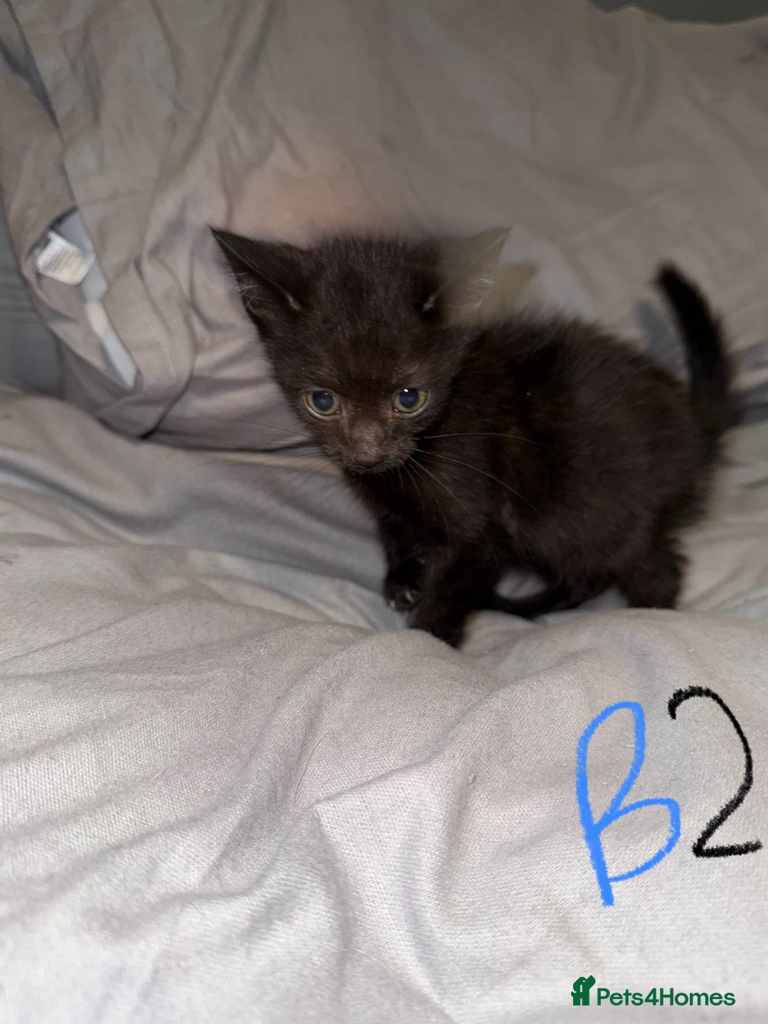 Mixed Breed cats for sale: 5x kittens looking for forever homes  - Image 8