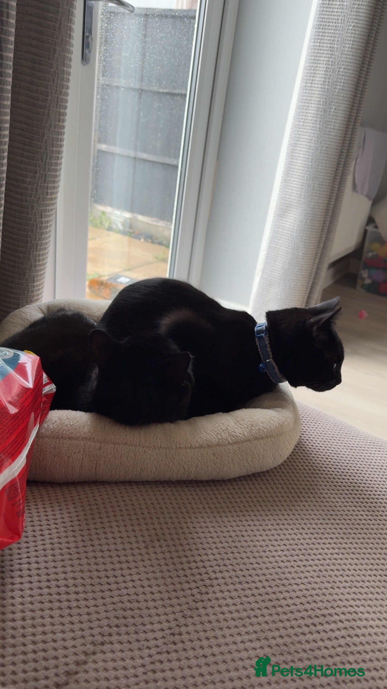 Bombay cats 2 black male cats - Advert 23