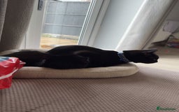 Bombay cats for sale: 2 black male cats - Advert 1