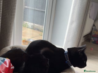 Bombay cats for sale: 2 black male cats - Advert 1