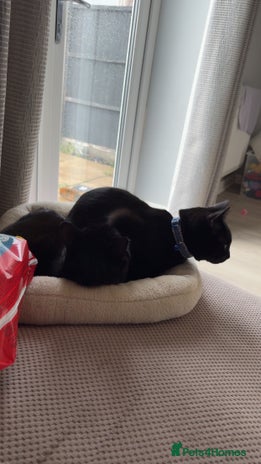 Bombay cats 2 black male cats - Advert 1