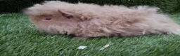 Guinea Pig rodents for sale: Alpaca Guinea Pigs - Advert 10
