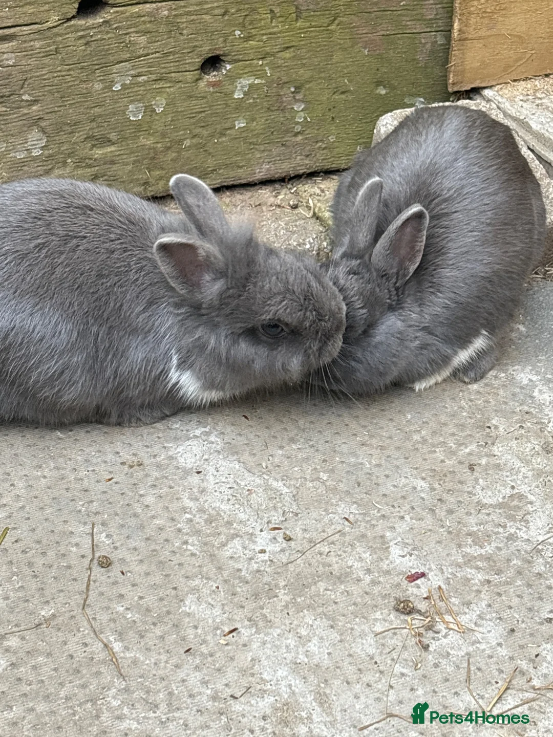 Mixed Breed rabbits for sale: 2 Rabbits For Sale in Belfast - Advert 2