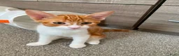 Mixed Breed cats for sale: Ginger Kitten litter in Manchester - Advert 16