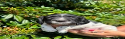 English Springer Spaniel dogs for sale: READY NOW ! Kc registered Springer Spaniel Puppies - Advert 27