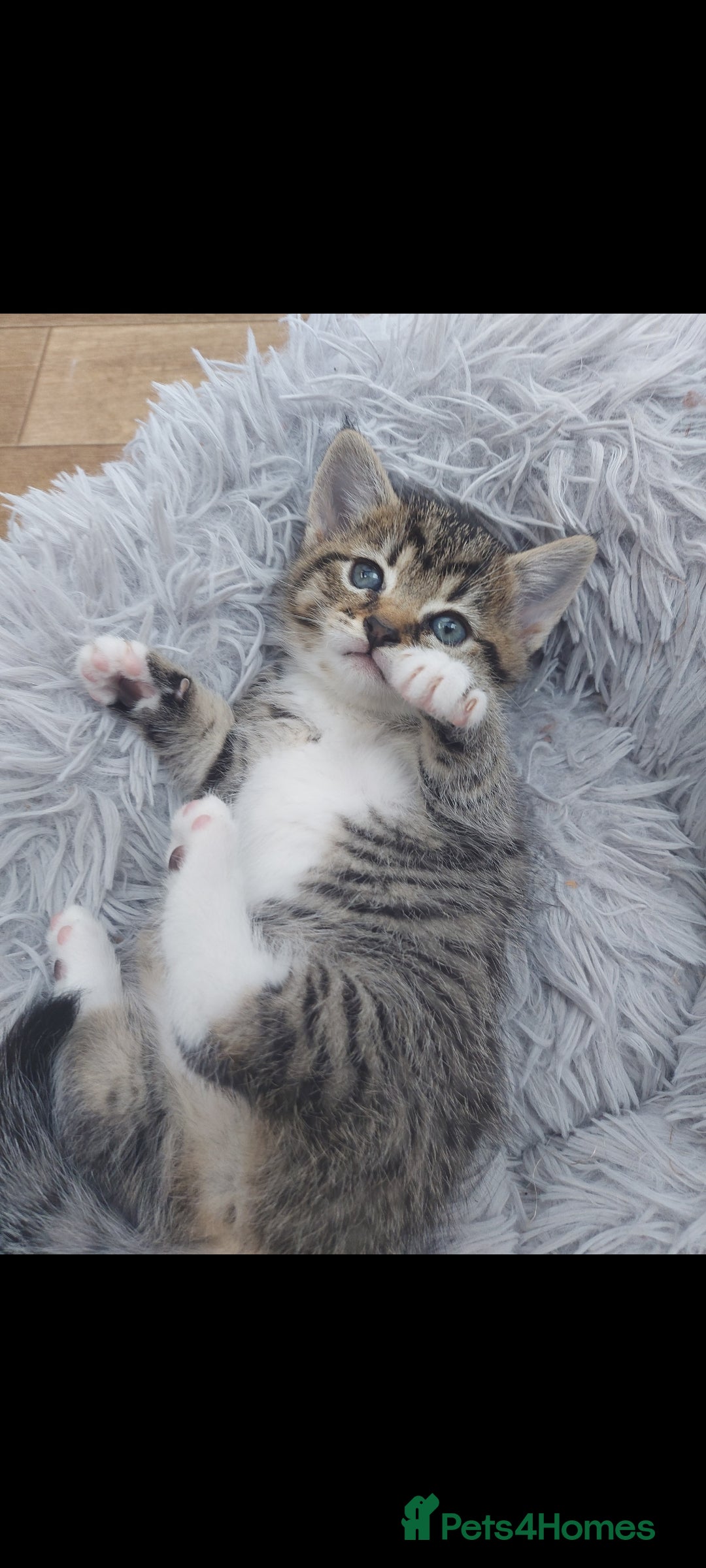 Mixed Breed cats for sale: Beautiful kittens 🥰 - Advert 27