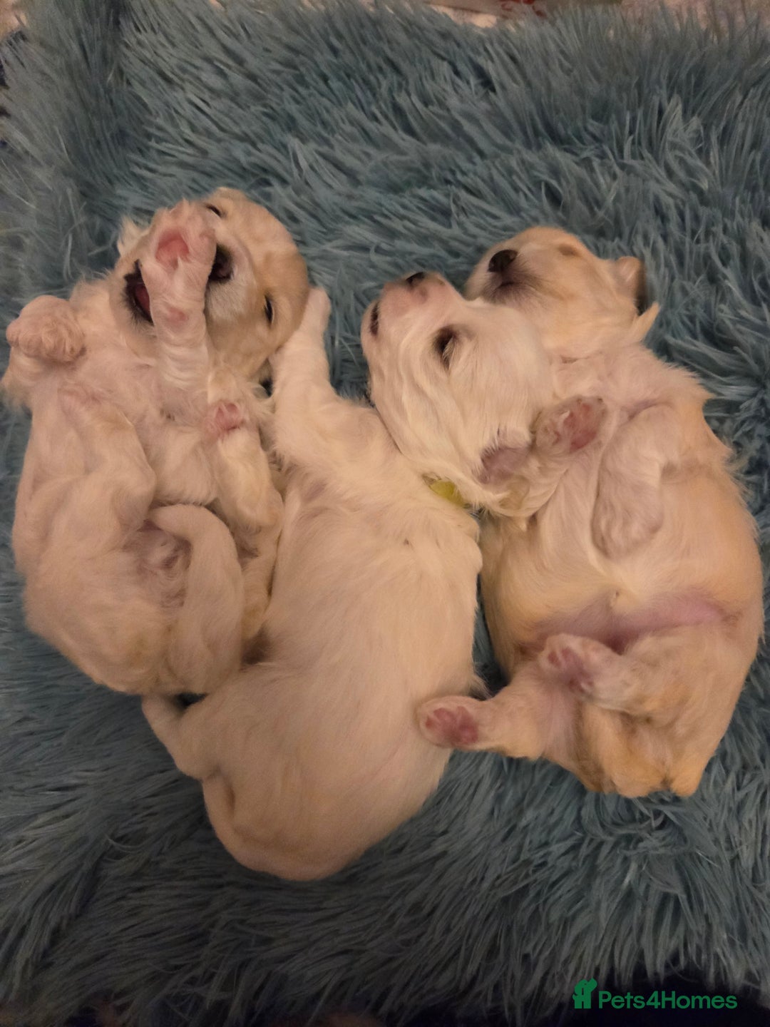 Bichon Frise dogs for sale: Cute little puppies 🩷🩷🩷 - Advert 8