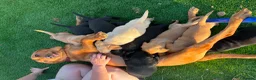 Labrador Retriever dogs for sale: Beautiful Chunky Labrador Puppies in Caernarfon - Advert 9