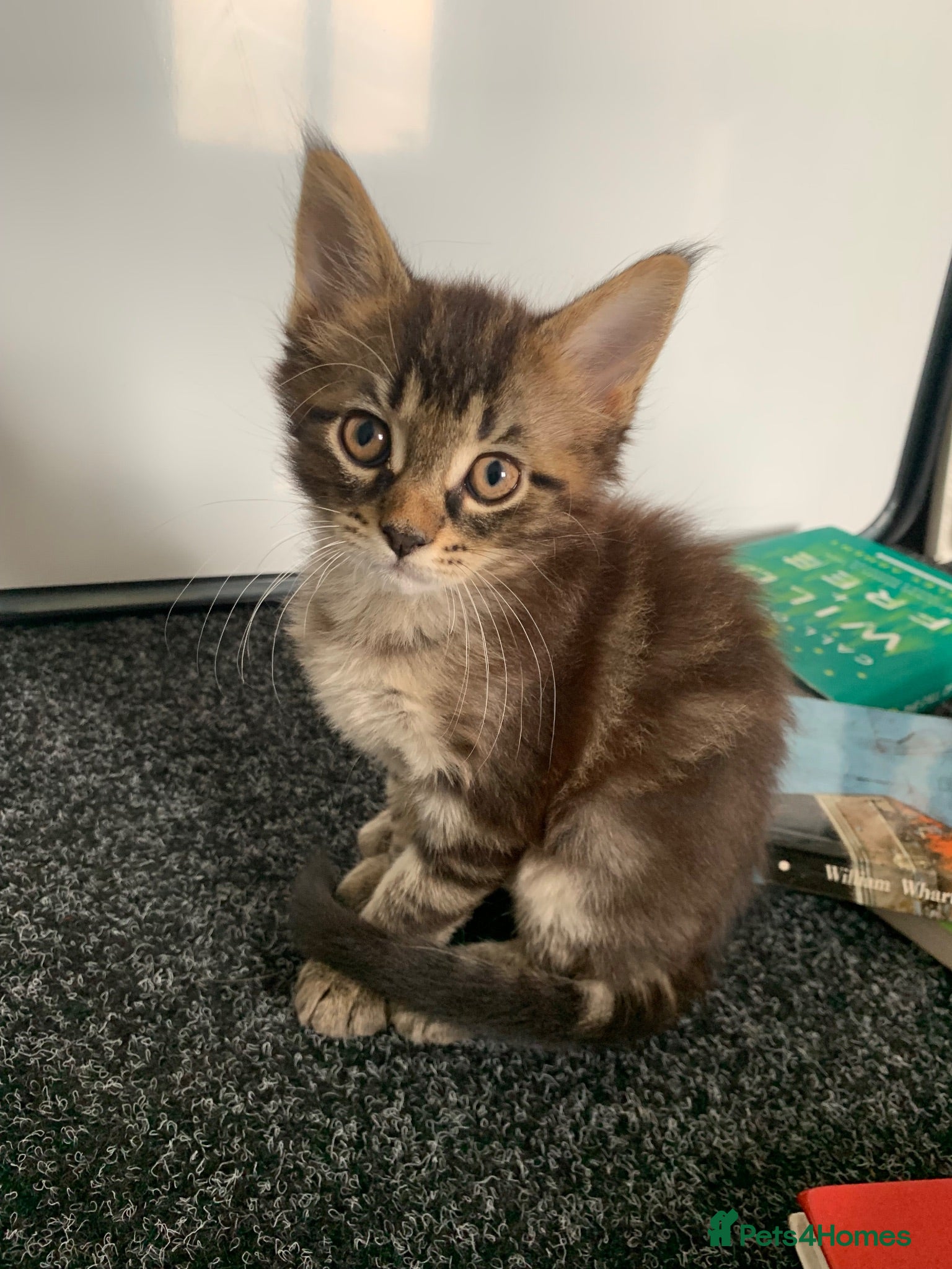 Mixed Breed cats Mixed Main Coon kittens  - Advert 17