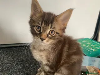 Mixed Breed cats Mixed Main Coon kittens - Advert 2