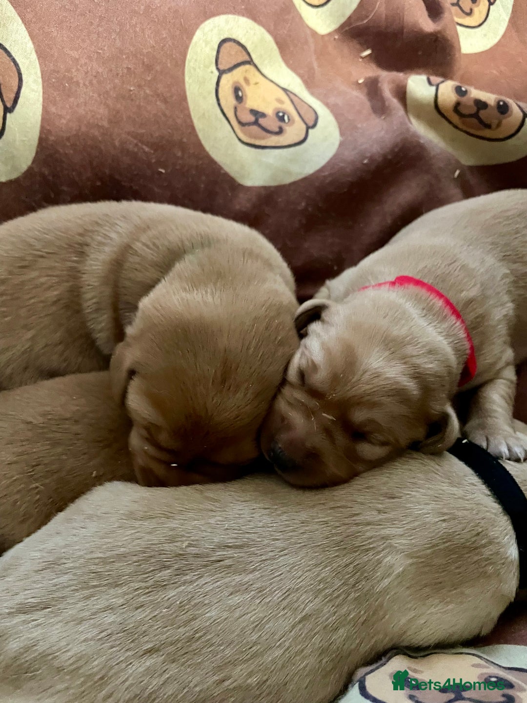 Labrador Retriever dogs for sale: KC Labrador pups ready 5th Jan 26 - Advert 1