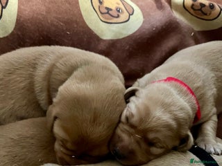Labrador Retriever dogs KC Labrador pups ready 5th Jan 26 - Advert 4