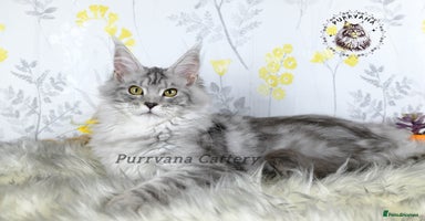 Maine Coon cats - Advert 10