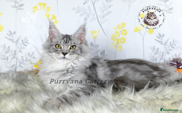 Maine Coon cats - Advert 2