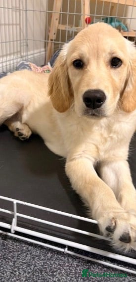 Golden Retriever dogs Beautiful Female Golden Retriever Puppy - Rehome - Advert 2