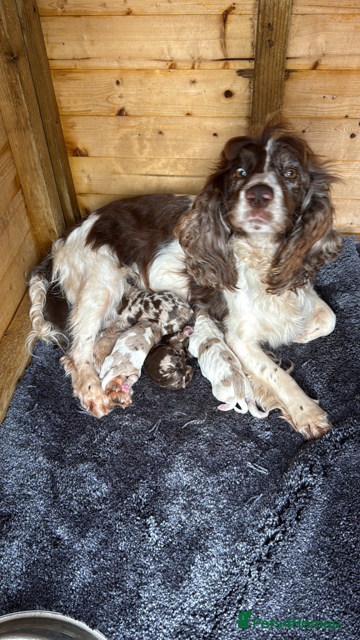 Cocker Spaniel dogs Cocker spaniel puppies - Advert 1