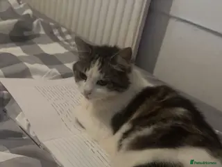 Mixed Breed cats Cute kitten - Advert 2