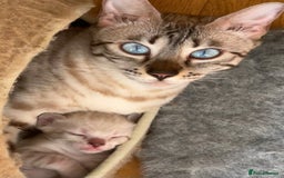 Bengal cats for sale: Outstanding Bengal kittens European Champion sire! - Image 18