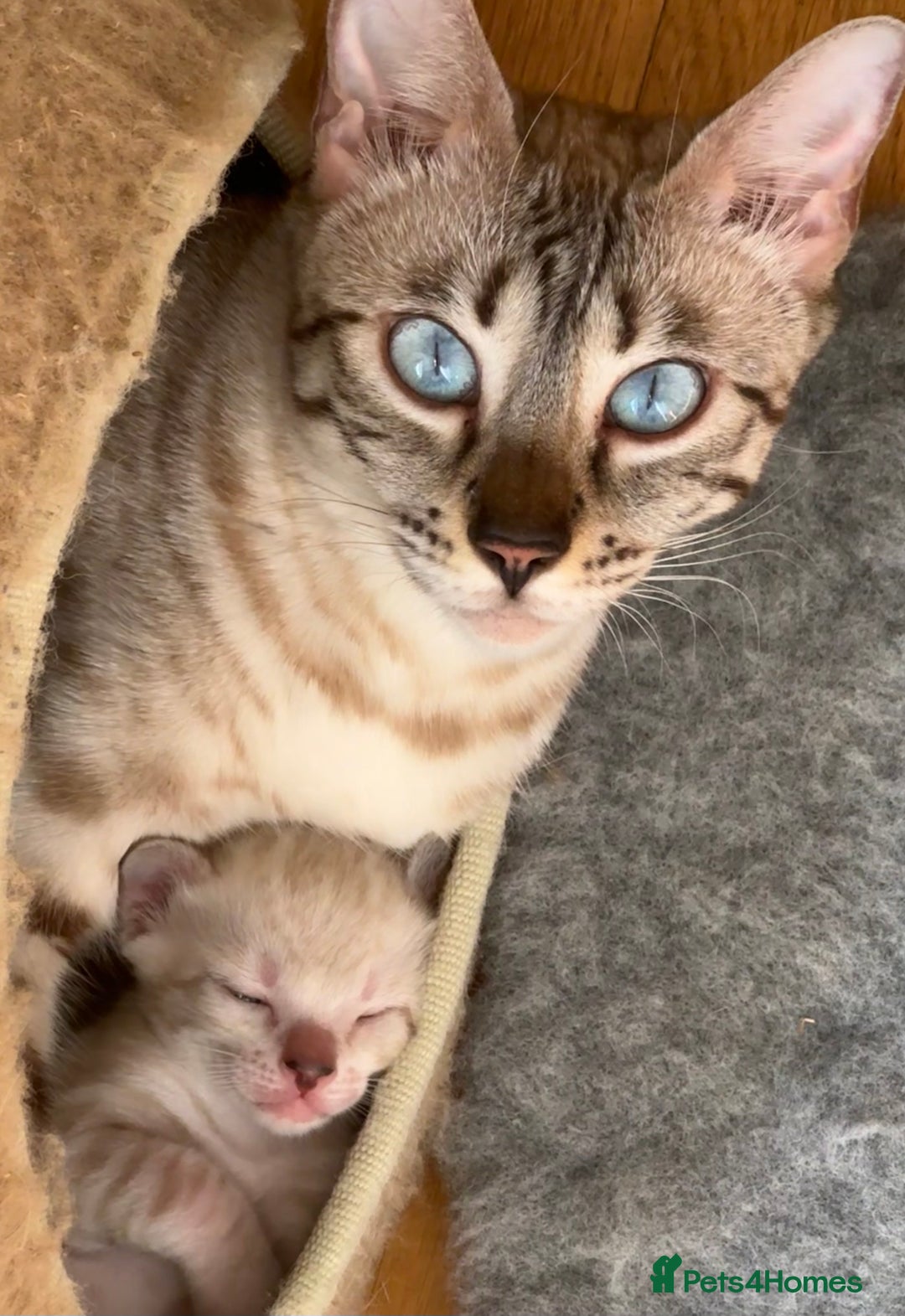 Bengal cats for sale: Outstanding Bengal kittens European Champion sire! - Image 18