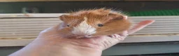 Guinea Pig rodents for sale: Baby Guinea pigs  ready now  - Advert 3