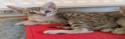 Savannah cats for sale: Stunning, affectionate, TICA f5sbt Savannahs - Advert 4